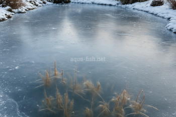 Frozen garden pond in winter with a thin layer of ice