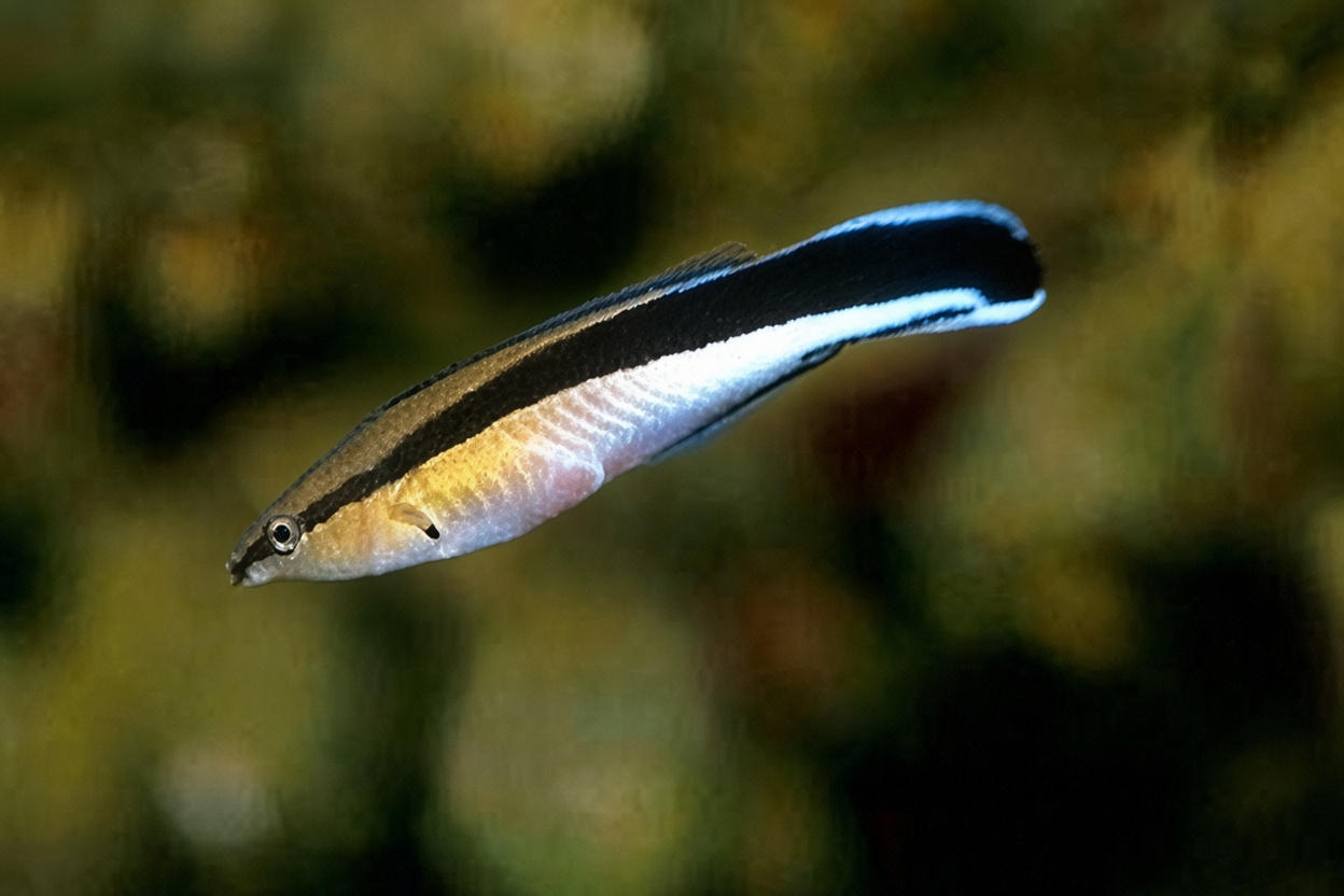 Bluestreak cleaner wrasse swimming in an aquarium