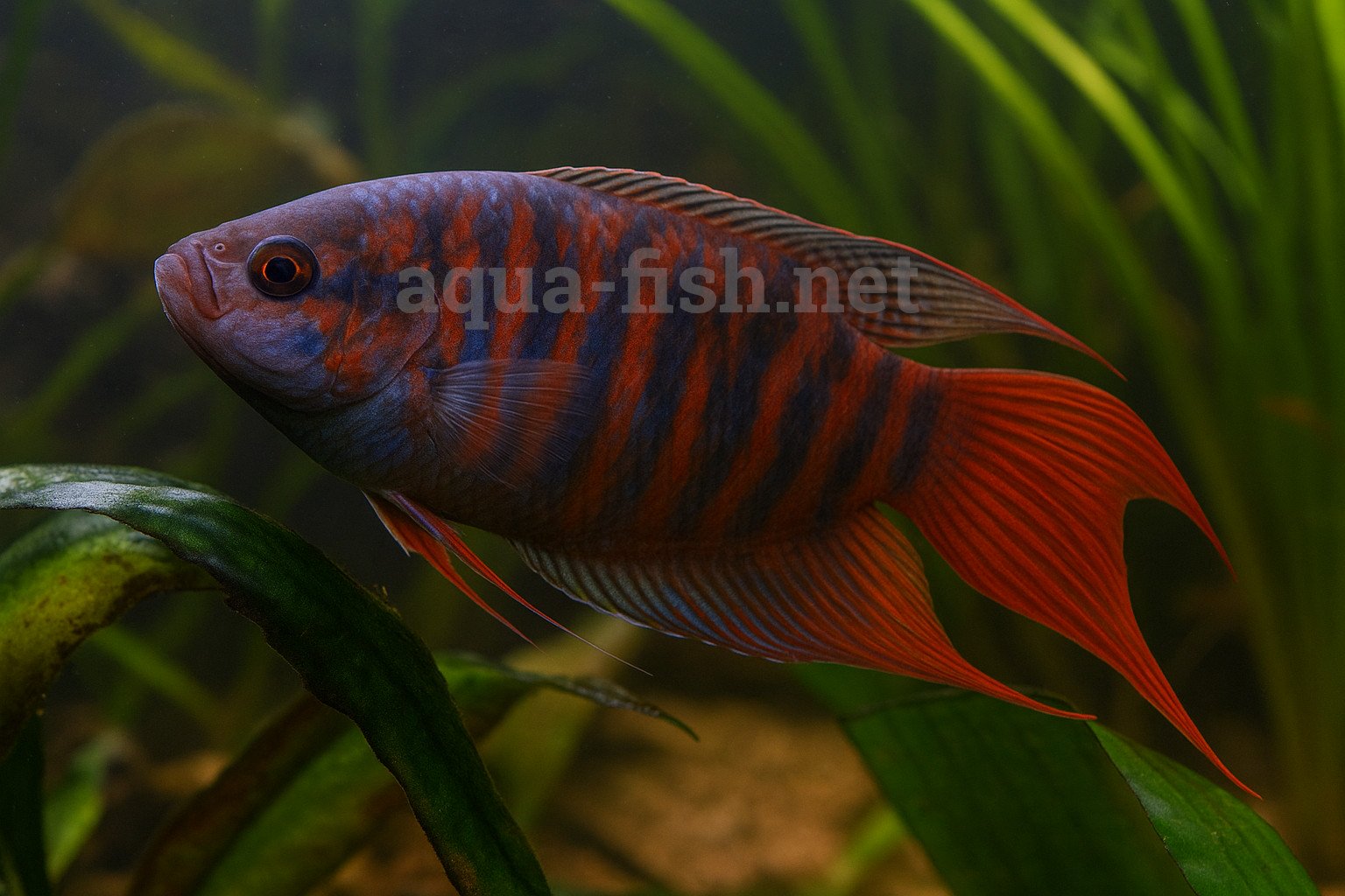 Paradise fish, picture 2
