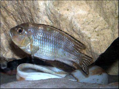 Malawi shell dweller - Pseudotropheus lanisticola