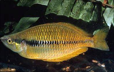 Yakati rainbowfish - Melanotaenia angfa