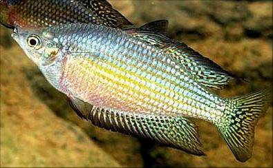 Desert rainbowfish - Melanotaenia splendida tatei