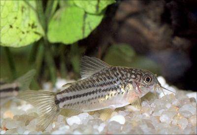 Mini cory - Corydoras nanus