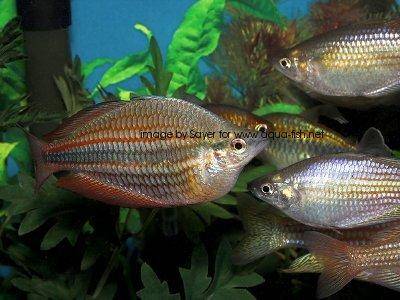 Australian rainbowfish - Melanotaenia fluviatilis