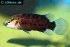 Badis blosyrus, picture 3