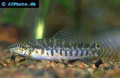 Banded mountain loach - Acanthocobitis urophthalmus