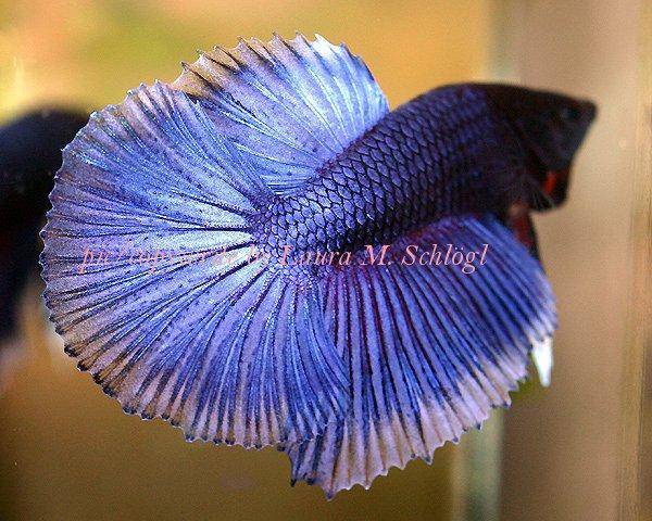 siamese fighting fish fighting each other