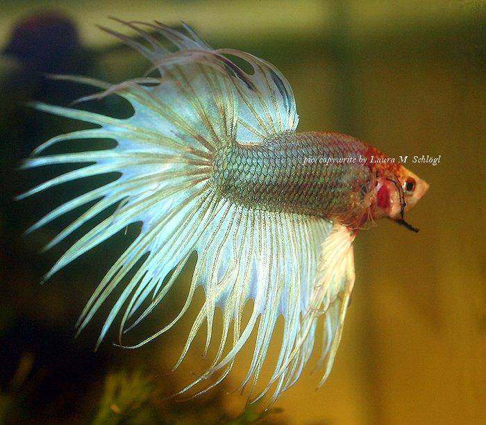 Keeping and breeding the Bettas fish in aquariums