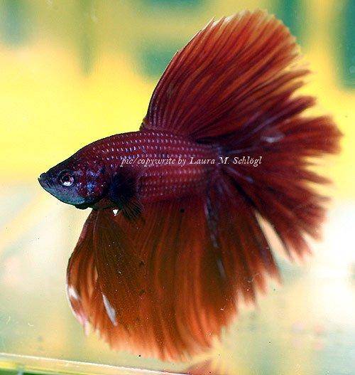 Details on keeping Siamese fighting fish with images and forums