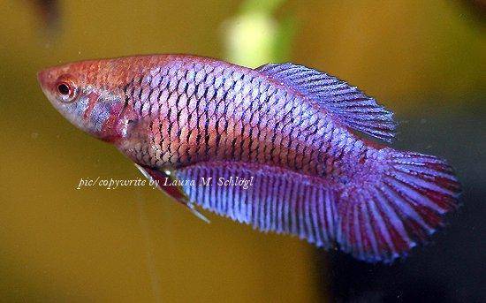 Fat best sale betta fish