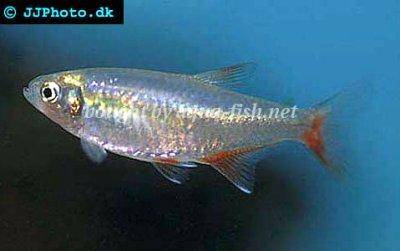 Bloodfin tetra - Aphyocharax anisitsi