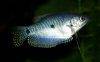 Blue gourami