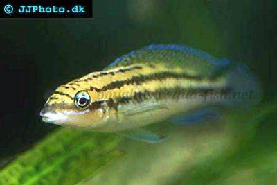 Brown julie - Julidochromis dickfeldi