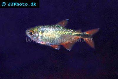 Inpaichthys kerri (Purple Emperor Tetra) — Seriously Fish