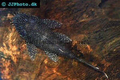 Bushymouth catfish - Ancistrus dolichopterus
