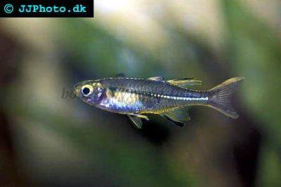Celebes rainbowfish - Marosatherina ladigesi