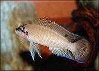 Brichard’s chalinochromis - Chalinochromis brichardi