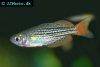 Dwarf rainbowfish, picture 1