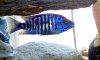 Electric blue hap cichlid