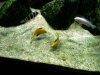 Electric yellow cichlid