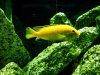 Electric yellow cichlid