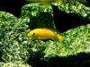 Electric yellow cichlid