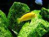 Electric yellow cichlid