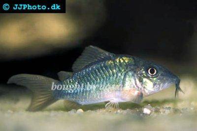 Emerald catfish - Brochis splendens