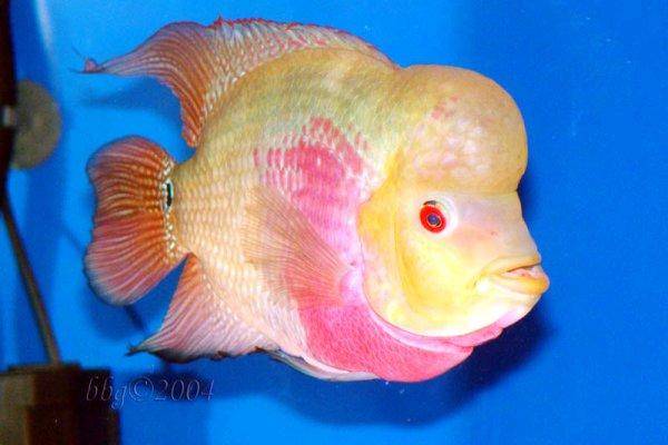 Flowerhorn fish, image 2