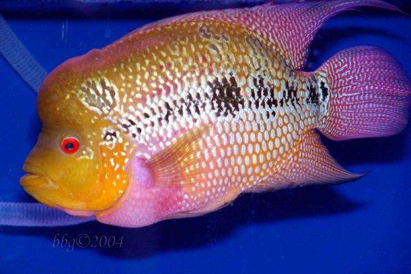 Flowerhorn, 5