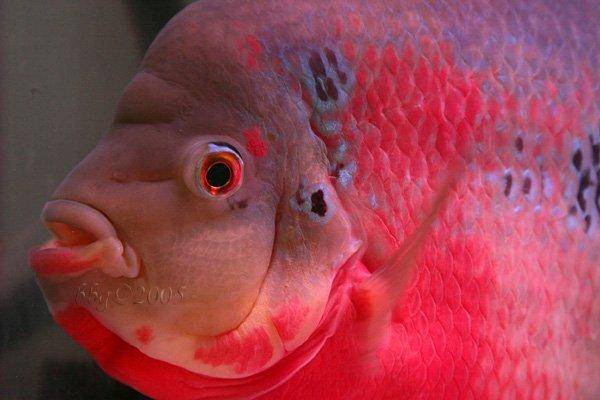 Flowerhorn, 4