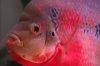 Flowerhorn