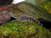 Spiney-headed hillstream loach