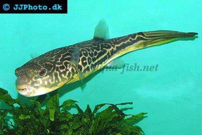 Giant puffer fish - Tetraodon mbu