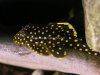 Gold Nugget Pleco