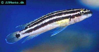 Golden julie - Julidochromis ornatus