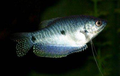 Blue gourami - Trichogaster trichopterus