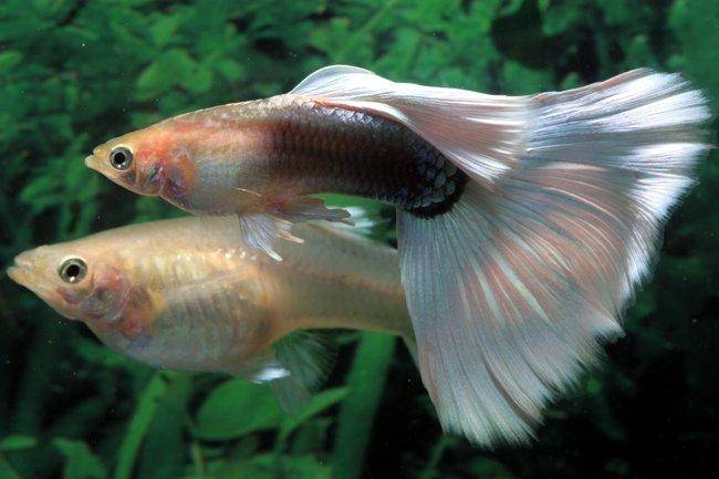Guppy fish male and female