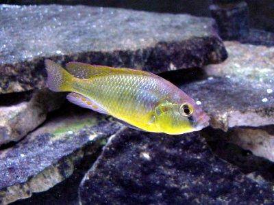 Burton’s mouthbreeder - Haplochromis burtoni