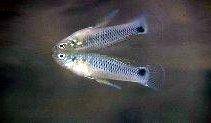 Twospot livebearer - Heterandria bimaculata