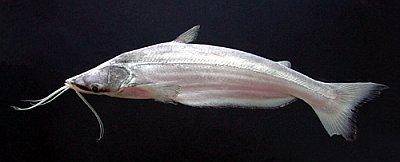 Highwaterman catfish - Hypophthalmus edentatus