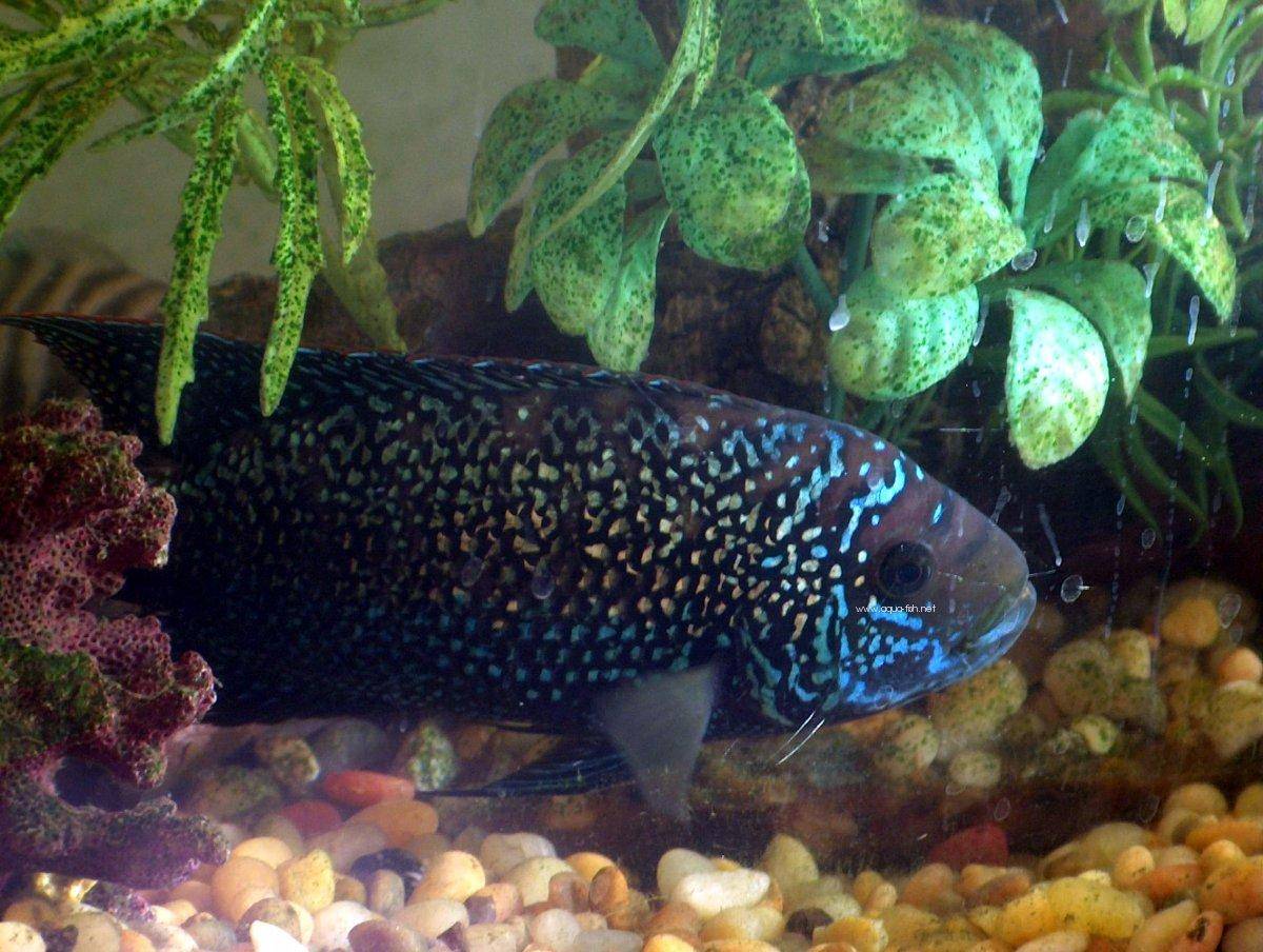 Adult jack dempsey