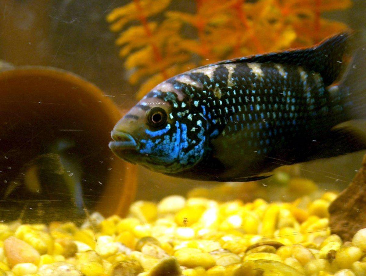 How to care for Jack Dempsey Cichlids 