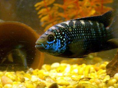 Jack Dempsey Cichlid picture