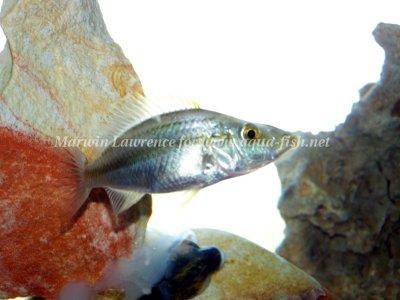 Malawi eye-biter - Dimidiochromis compressiceps