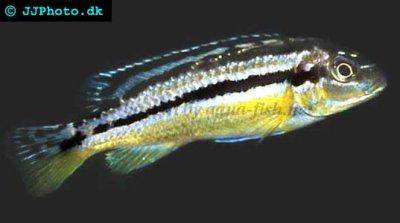 Malawi golden cichlid - Melanochromis auratus