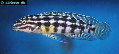 Marlieri cichlid - Julidochromis marlieri