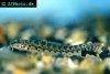 Mottled loach