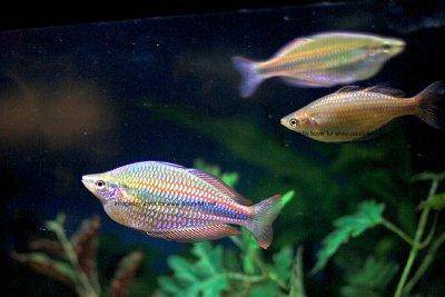 Neon rainbowfish - Melanotaenia praecox