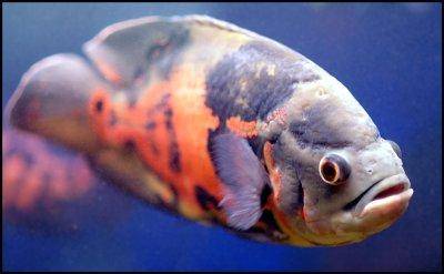 Oscar fish - Astronotus ocellatus